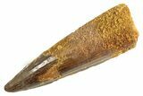 Fossil Spinosaurus Tooth - Real Dinosaur Tooth #344354-1